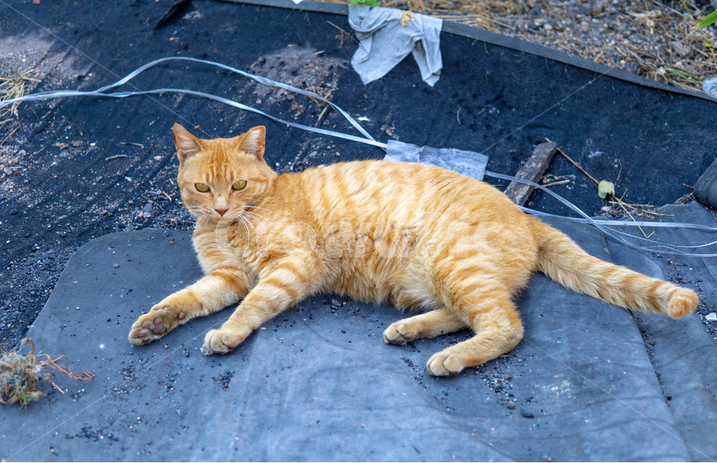 고양이,길냥이,치즈냥,누워있는,쉬는,길고양이,치즈냥이,야옹이,휴식,동물,cat,straycat,kitty,animal,동물,animal,포유류,mammal,고양이,cat,kitten,kitty