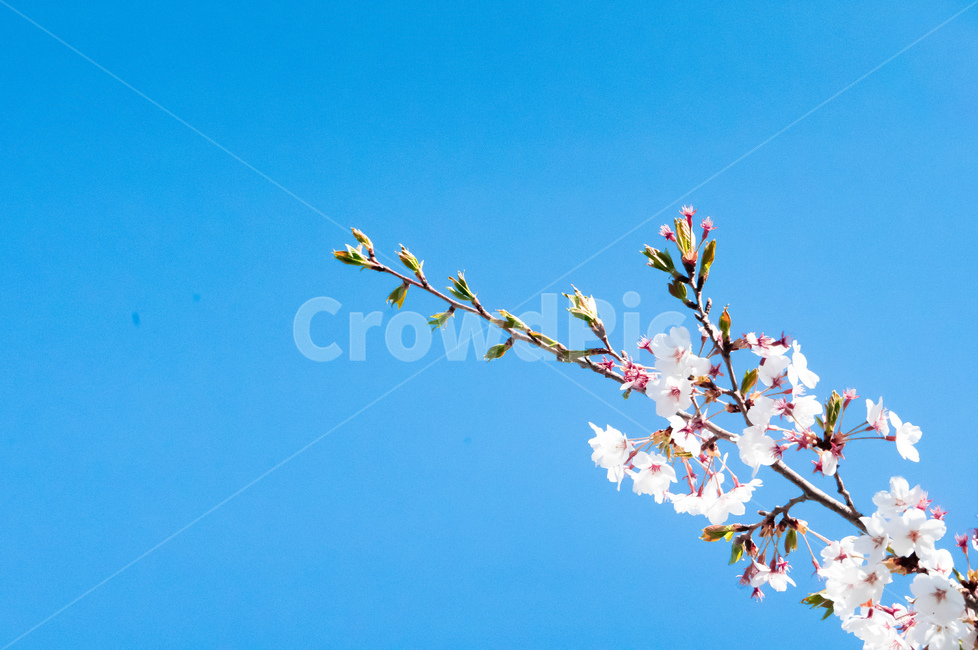 plant,식물,blossom,flower,꽃,봄,벚꽃,봄,계절,spring,season,식물,자연,plants,nature,꽃,flower