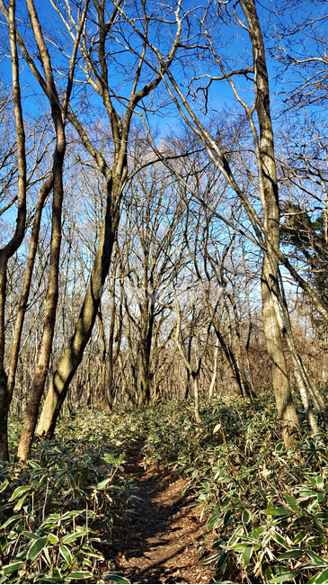 숲길,조릿대,plant,식물,tree,나무,treetrunk,나무줄기,vegetation,초목,outdoors,옥외,land,나라,nature,자연,woodland,삼림지,forest,숲,grove,작은숲
