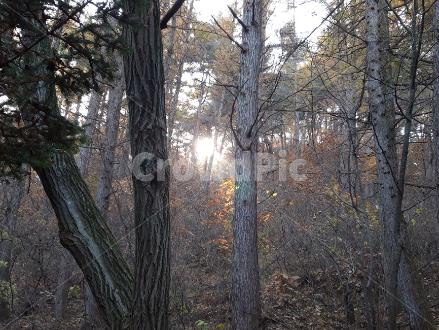 나무,treetrunk,가을,햇살,오후,깊은,숲,찬란,신비,식물,자연,plants,nature,나무,trees,wood