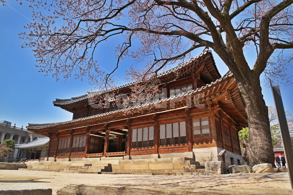 석어당,백골집,살구나무,고목,덕수궁,사적제124호,한국전통,한국문화,korean traditional,korean culture,건축물,건물외관,exterior,building,structure,architecture,construction