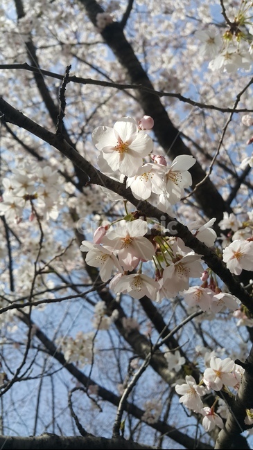 벚꽃,나무,벚꽃나무,분홍,파란하늘