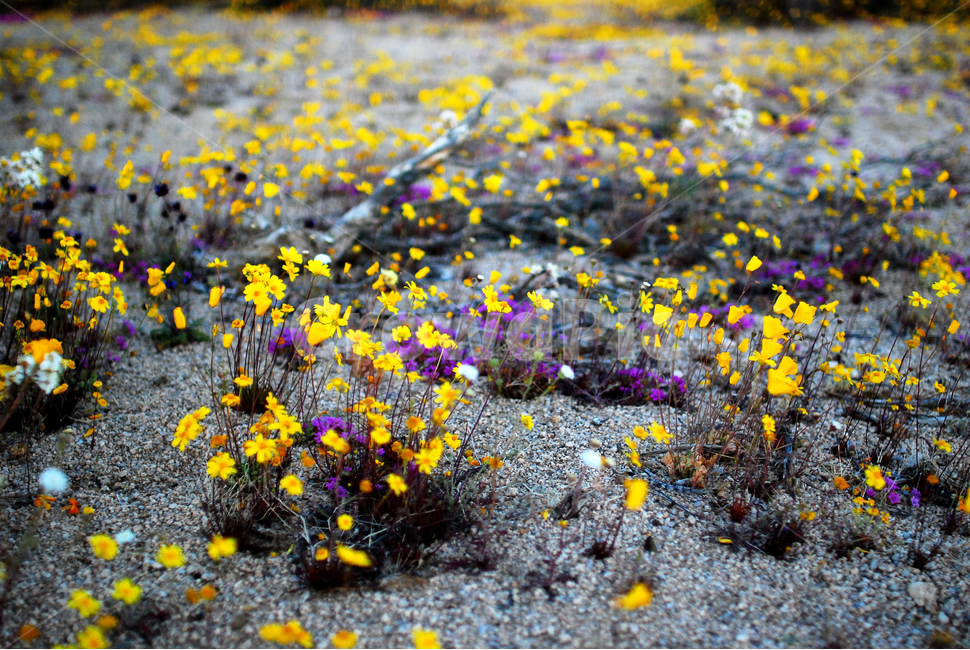 joshuatreenationalpark,사막,들꽃,california,desert,superbloom