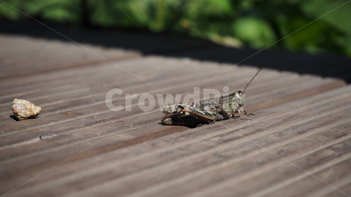 메뚜기,곤충,insect,locust,bug,곤충,벌레,insect,bug