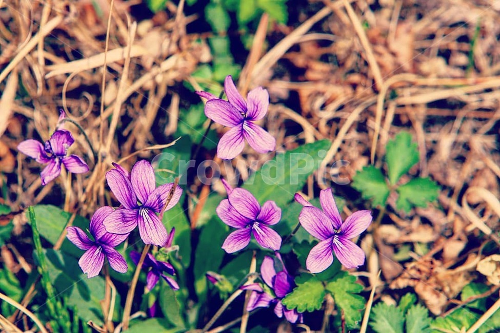 봄,꽃,봄꽃,제비꽃,flower,spring,봄,계절,spring,season,식물,자연,plants,nature,꽃,flower,plant,blossom,geranium,제라늄