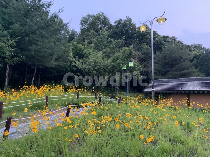 countryside,공원,옥외,field,자연,nature,들,grassland
