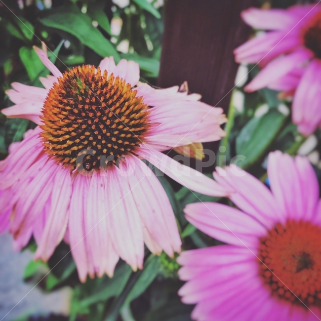 꽃,비오는날,몽환,분홍,핑크,우아,식물,자연,plants,nature,꽃,flower