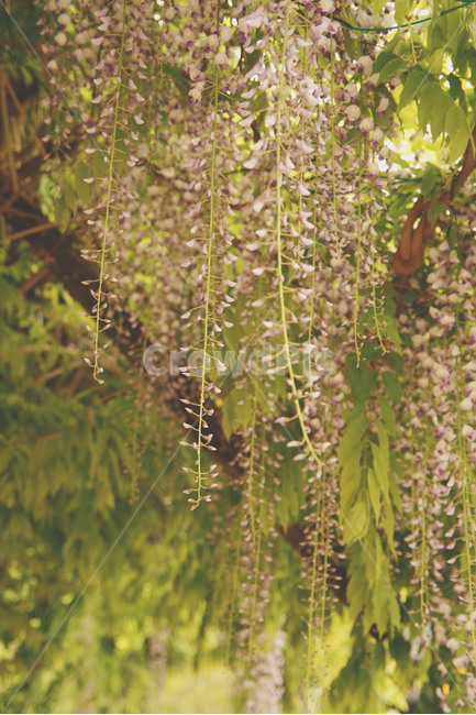 tree,나무,plant,식물,등나무,식물,자연,plants,nature