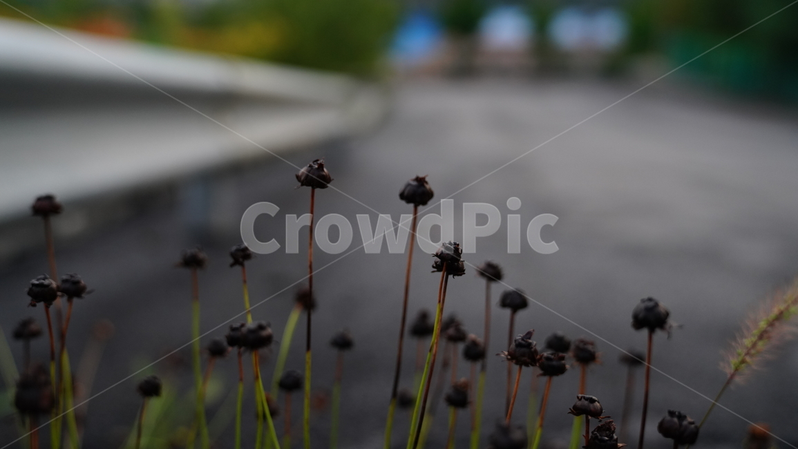 씨앗,내어줌,아스팔트,굳건함,바람,식물,자연,plants,nature