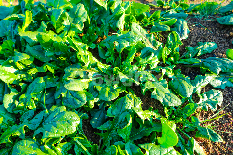 시금치,야채,spinach,vegetable,밭,food,음식,plant,식물,채소,야채,vegetables