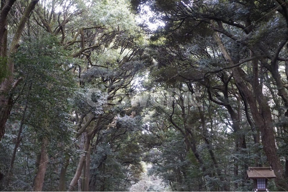 자연,나무,원본,숲,봄,nature,tree,original,forest,spring,자연,풍경,nature,landscape,식물,plants,나무,trees,wood,plant,outdoors,옥외
