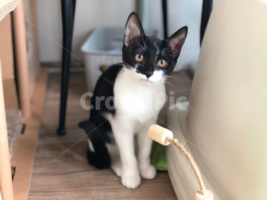 아기고양이,아깽이,턱시도고양이,반려묘,코숏,장난감,귀쫑긋,정면응시,관심,cat,kitty,koreanshorthair