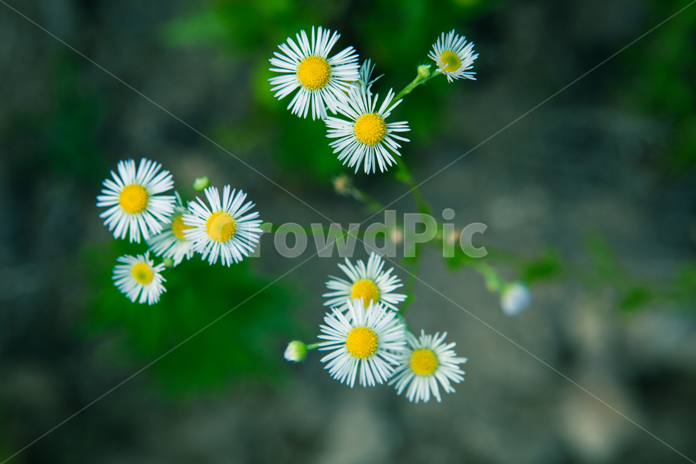 민들레,들꽃,바보꽃,옹기종기,세력을자랑하는꽃,꽃이미지,식물,자연,plants,nature,꽃,flower,감성,sensible,feeling