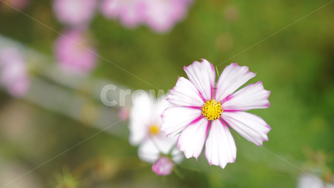 코스모스,꽃,자연,식물,계절,바탕화면,flower,nature