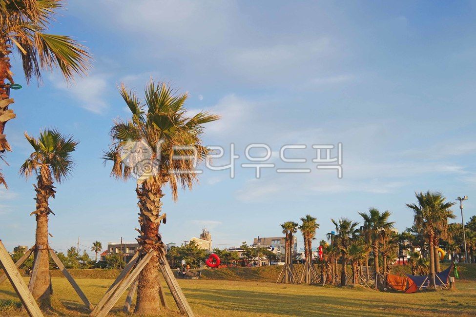 야자수,나무,tree,야자나무,palmtree,식물,plant,하늘,구름,sky,clouds