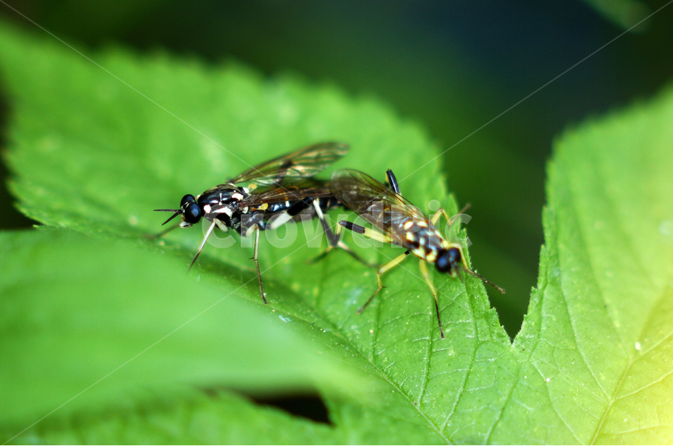 자연,곤충,개미,환경,생태,동물,animal,곤충,벌레,insect,bug