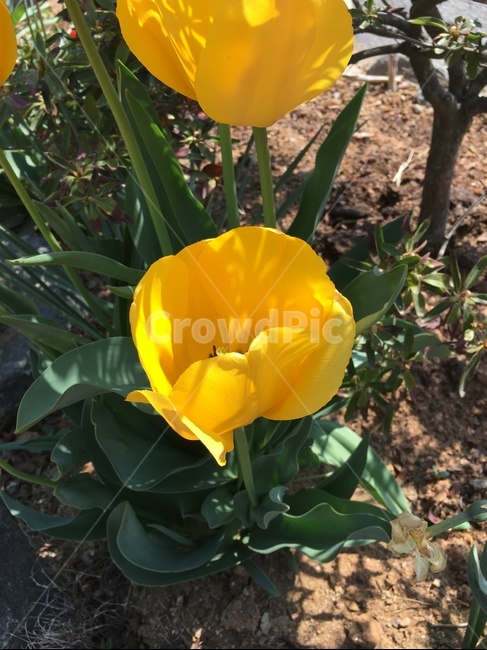 꽃,노란색,마당,정원,식물,flower,garden,yellow,식물,자연,plants,nature,꽃,flower