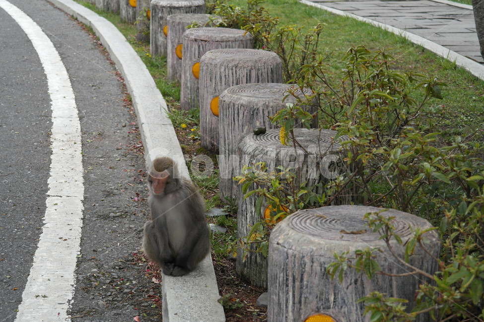 원숭이,동물,자연,일본원숭이,출몰,호기심,동물,animal,포유류,mammal