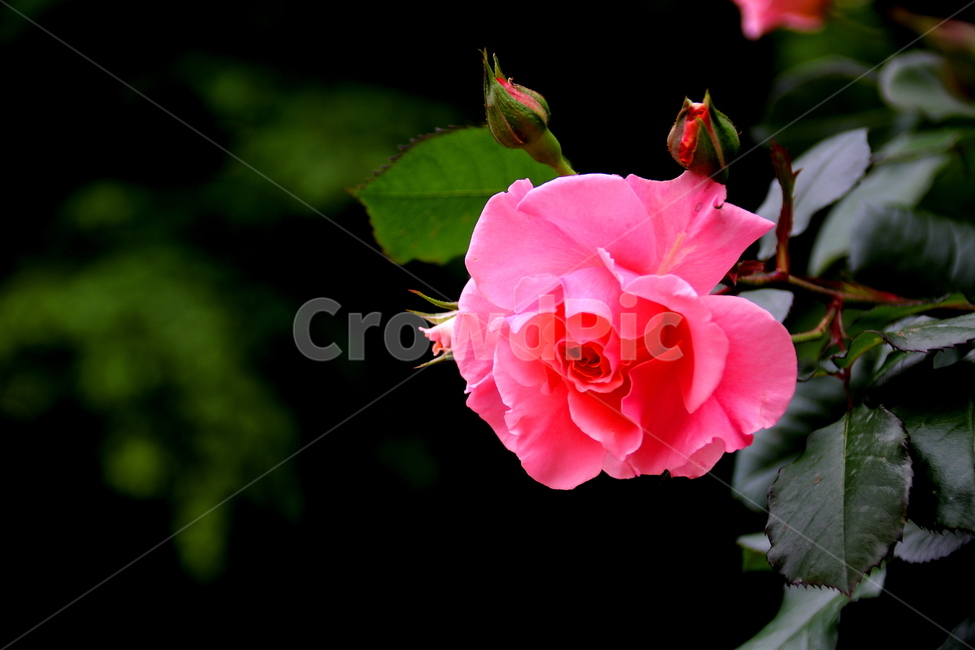 꽃,식물,봄,장미꽃,자연,식물,자연,plants,nature,꽃,flower
