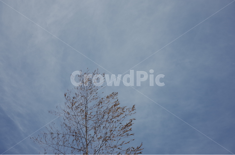 하늘,파란하늘,맑은날,하늘사진,감성사진,자연,풍경,nature,landscape,flying,나는,animal,동물,bird,새