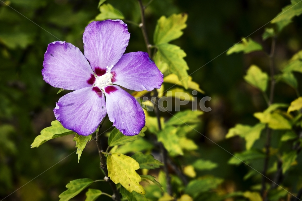 꽃,무궁화,가을,봄,flower