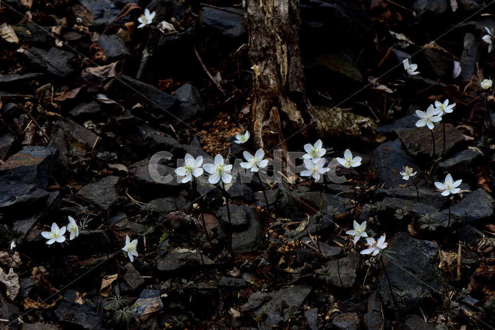변산바람꽃,야생화,봄,꽃,흰색,자연,식물,식생,봄의전령사,풀꽃,미나리아재비과,plants,nature,spring,season,flower,식물,자연,plants,nature,꽃,flower