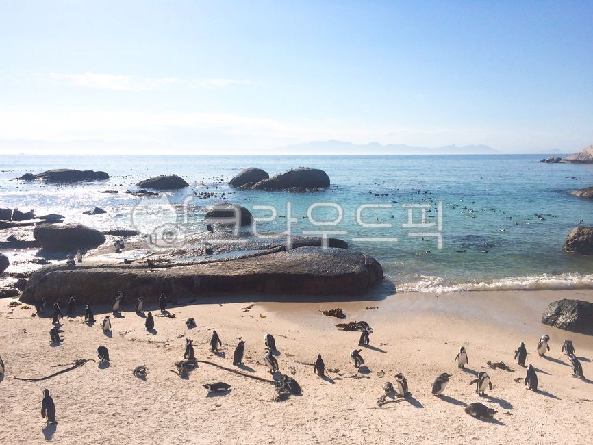 southafrica,foreign nature,Penguin,south africa,wild animals,sea,foreign country,capetown,bird,vacation,african penguin,wildlife,sky,africa,nature,Africa,Birds,cape town,water,overseas nature,ocean,outdoors,Tourist destination,Republic of South Africa,pen