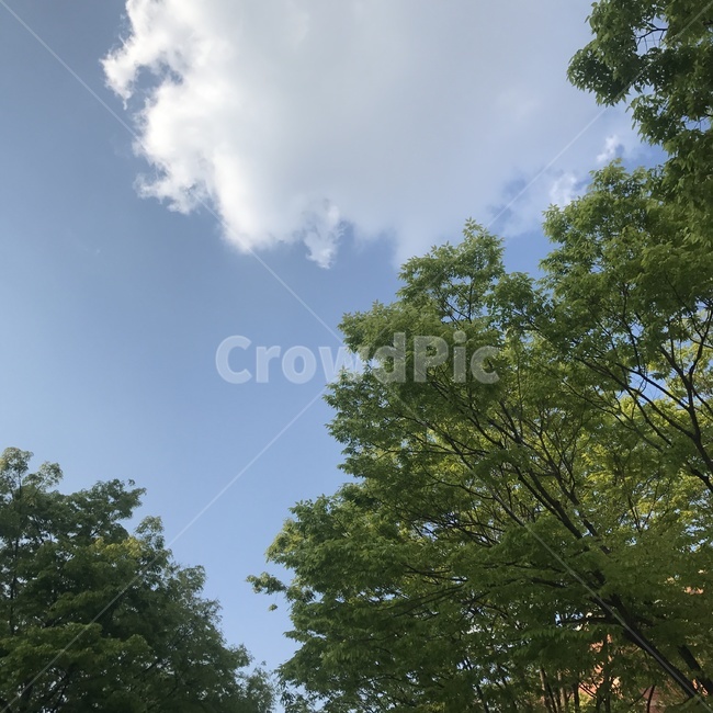 하늘,나무,구름,청명,초록