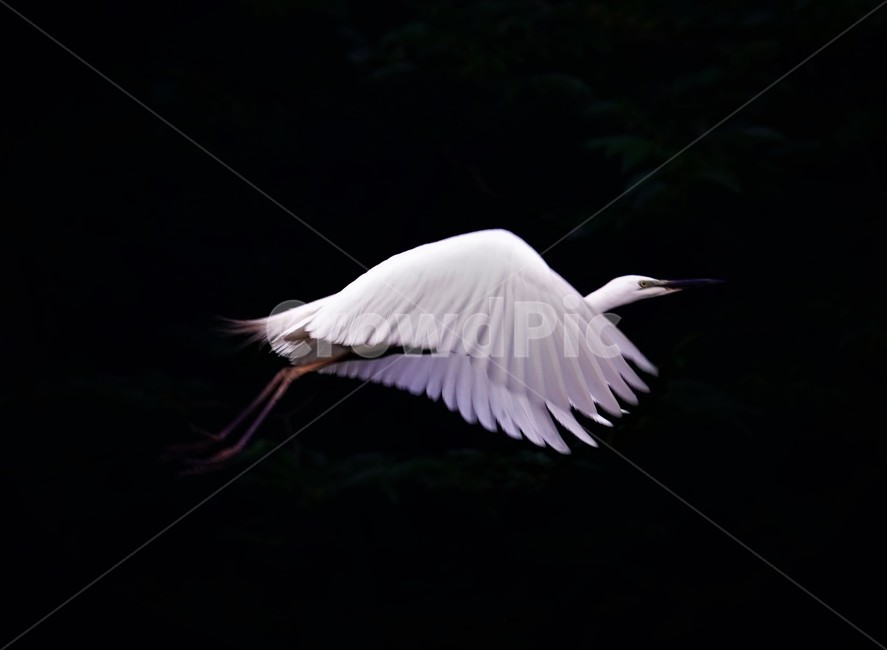 중백로,백로,새,정원,birds,동물,animal,조류,새,birds