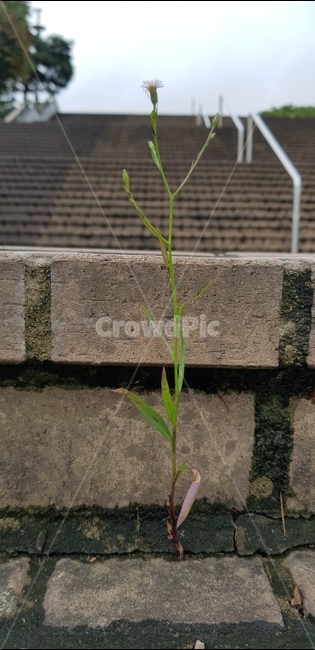 계단,flower,꽃,식물,plant,식물,자연,plants,nature,꽃,flower