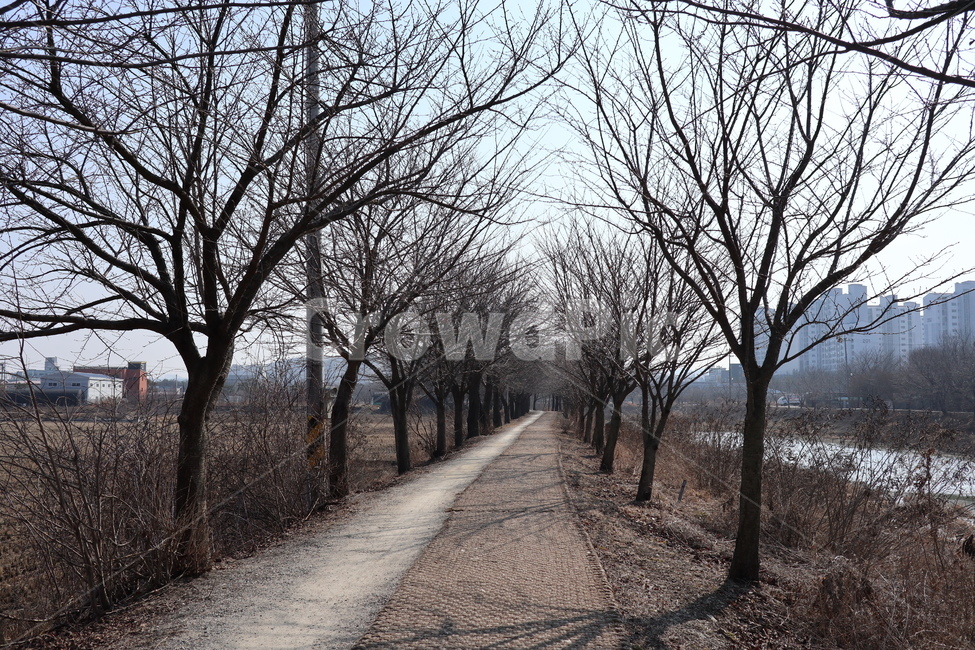 황구지천,산책로,공원,수원,오목천동,겨울,나무