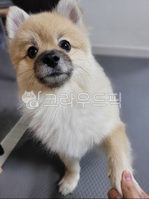 high five,smile,attractiveness,form,pomeranian,braided,snout,pet dog,dog,laugh,hand