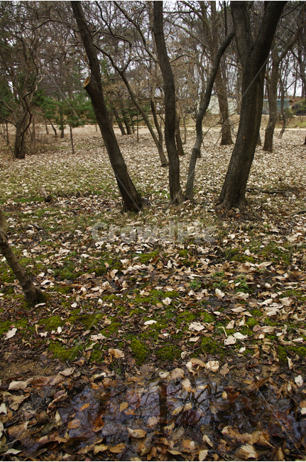 겨울,숲,나무,낙엽,겨울나무,식물,풍경,자연,풍경,nature,landscape,ground,바닥,tree,plant,tree trunk,나무 줄기