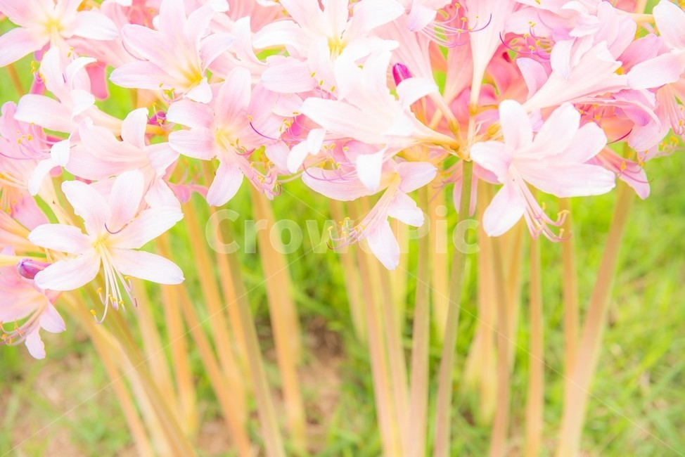 꽃,사상화,화단,화원,원예,식물,자연,화사한,flower,풀,봄,계절,spring,season,식물,자연,plants,nature,꽃,flower,색깔,색상,색채,색감,color sense,color sensitivity,feeling of color,plant,blossom