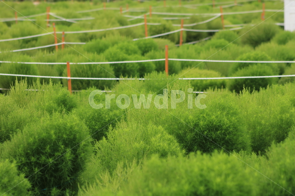 허브,식물,plant,줄,초록,나무,식물,자연,plants,nature