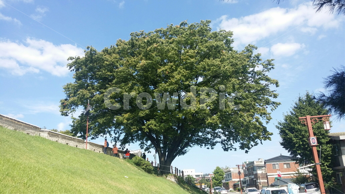 tree,나무,plant,식물,구름,휴식,하늘,야외,공원,파크,도시,감성,색감,들판,자연