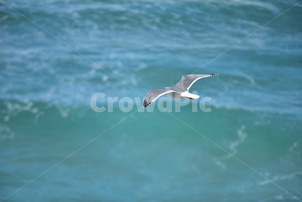 갈매기,바다,seagull,sea,새,버드,bird,날개,날다,조류,자연,날아가는,동물,animal,조류,새,birds