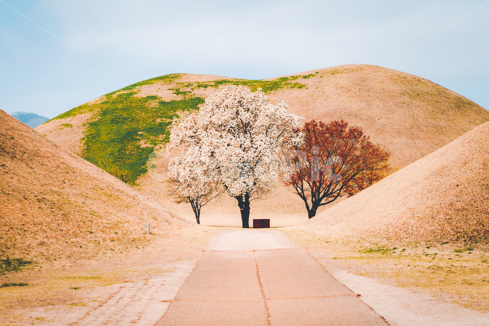 꽃,식물,목련,목련꽃,flower,plant,tree,magnolia,흰꽃,옥외,nature,자연,들,grassland,outdoors