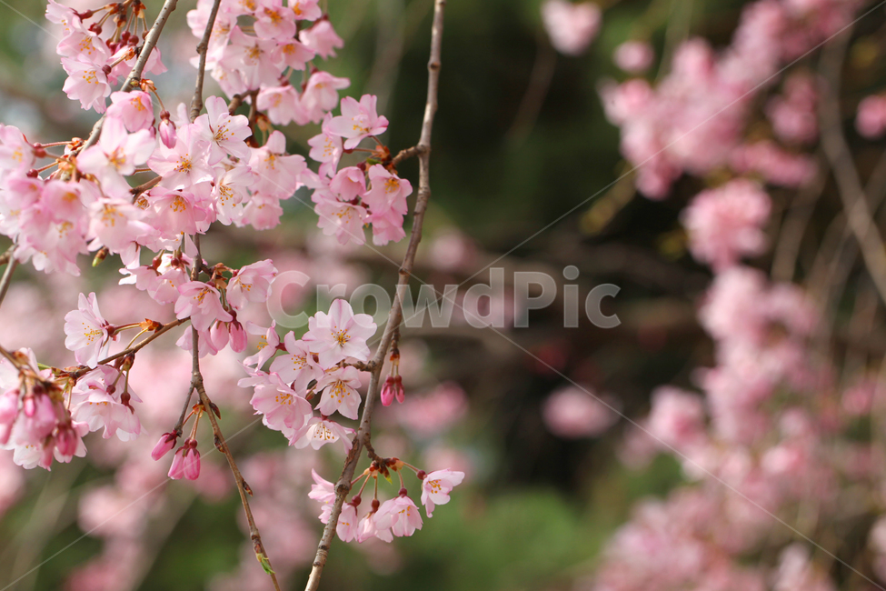 꽃,벚꽃,수양벚꽃,봄,봄꽃,핑크,분홍,접사,봄,계절,spring,season,plant,식물,blossom,flower