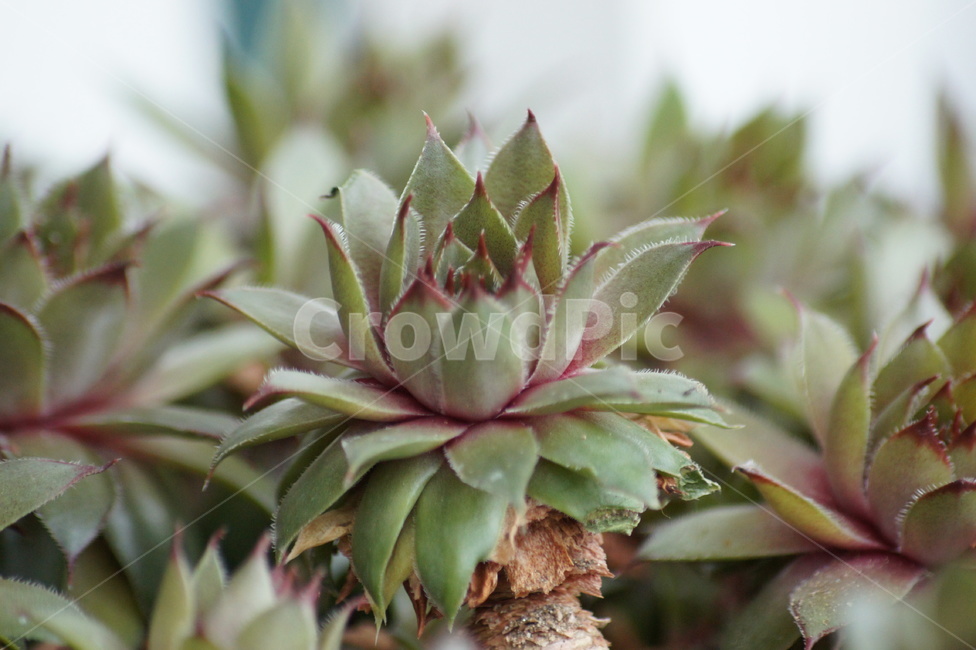 녹색,화초,꽃,선인장,꽃봉우리,식물,자연,plants,nature