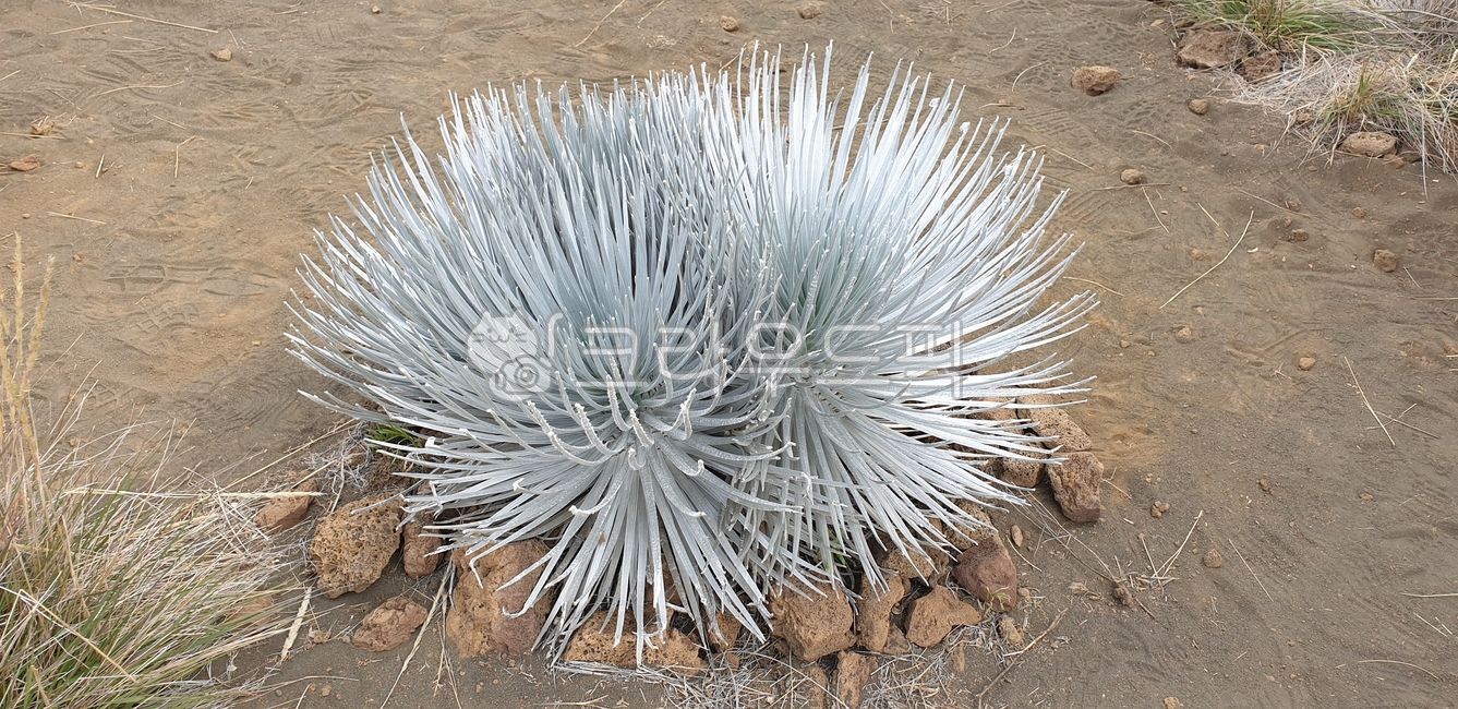 plant,마우나케아,은색,식물,빅아일랜드