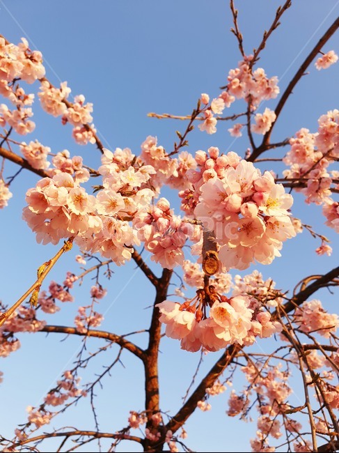 보라매공원,수양벚꽃,벚꽃,꽃구경,맑은날씨,봄,계절,spring,season,식물,자연,plants,nature,꽃,flower,plant,blossom