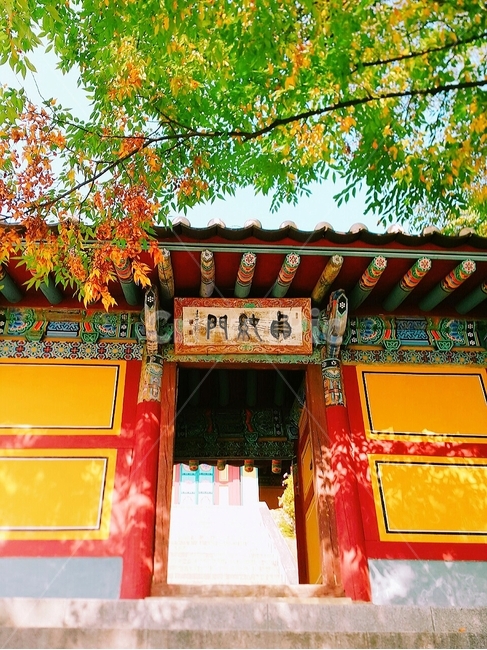 가을,단풍,나무,단풍나무,tree