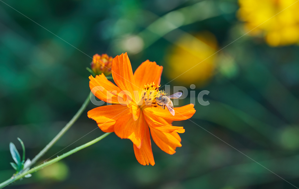 코스모스,노란코스모스,꽃,벌,식물,식물,자연,plants,nature,꽃,flower,곤충,벌레,insect,bug