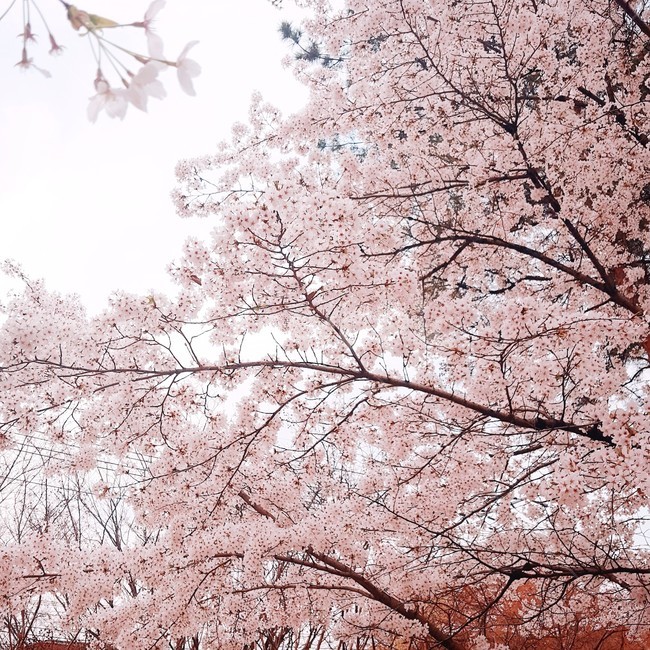 벚꽃,핑크,pink,나무,tree,하늘