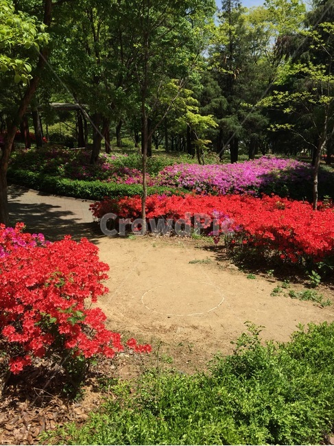 공원,산책길,경치,풍경,자연,꽃