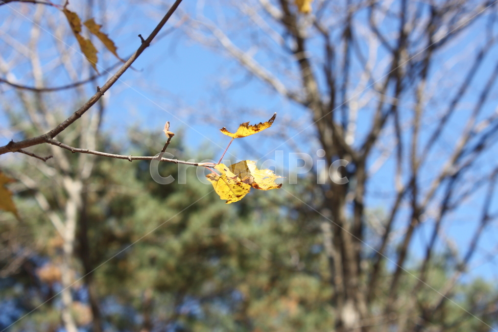 자연,나무,나뭇잎,nature,leaf
