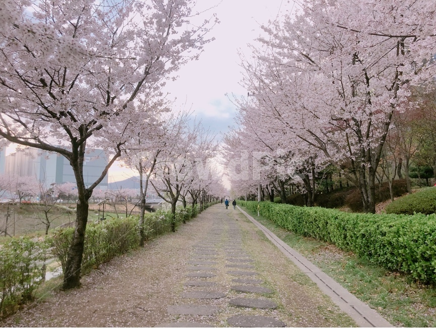 봄,봄꽃,벚꽃,맑은하늘,spring,cherryblossom,sky,cloud