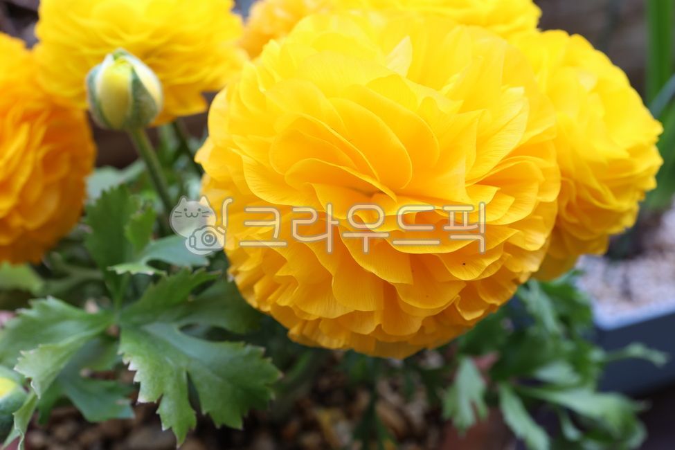 flower bed,gardening,flower pot,Growing plants,flower,pot,plant,garden,Decorating flower beds,ranunculus,plant interior