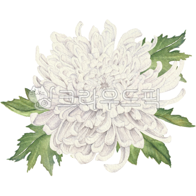 국화,꽃,국화꽃,꽃그림,꽃일러스트,국화꽃그림,국화꽃일러스트,일러스트,수채화,가을일러스트,플로랄,보태니컬,식물,화이트,흰색,흰국화,하얀색,하얀색꽃,chrysanthemum,flower,floral,botanical,flowerdrawing,drawing,flowerillustration,illustration,chrysanthemumdrawing,chrysanthemumillustration,watercolor,plant,white,whiteflower,whitechrysanthemum